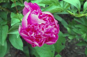 seelenaufgabe: Gartenarbeiten im Mai