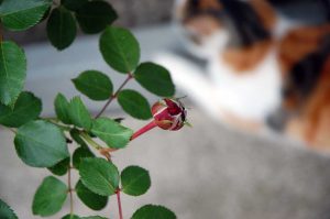 Gartenarbeiten im Mai