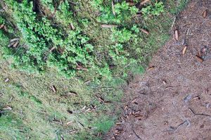 Wanderung zur Patscher Alm - Heiligwasser - bei Innsbruck