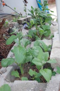 Mein Mitsommer Garten