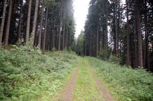 Geocaching Kindergeburtstag im Wald mit Wanderung