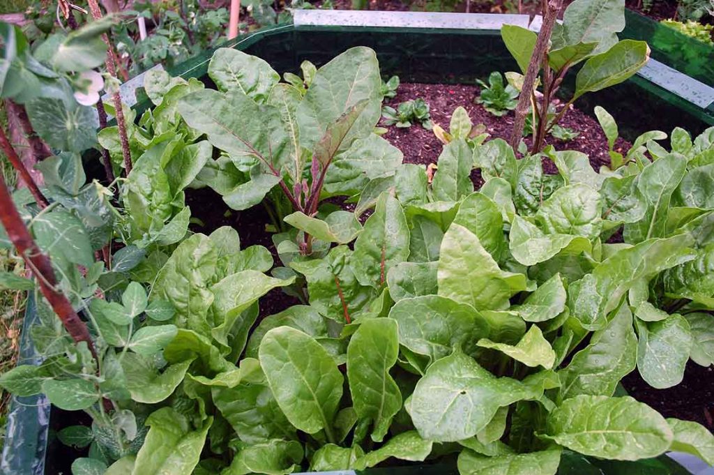 Mein Mitsommer Garten