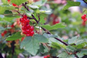 Mein Mitsommer Garten