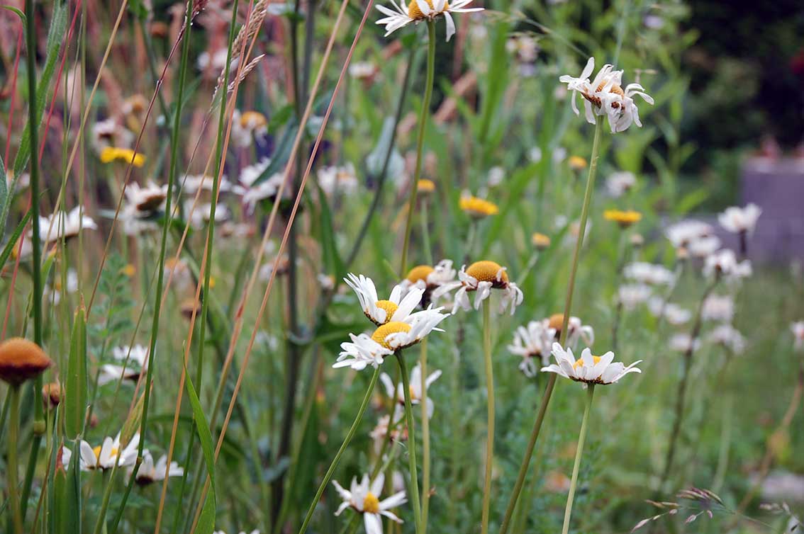 Mein Mitsommer Garten