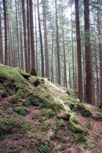 Wanderung zur Patscher Alm
