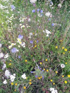 Propolis Wirkung Heilkraft aus dem Bienenvolk: Bienenweide Meine Gartenernte im Juli