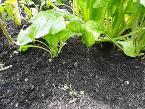 Meine Gartenernte im Juli