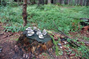 Naturspiele mit Holz und Steinen