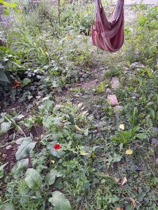 Meine Gartenernte im Juli