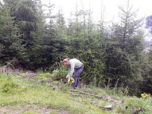 Alpenverein Bergwaldprojekt