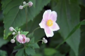 Garten im August: Was blüht im Spätsommer