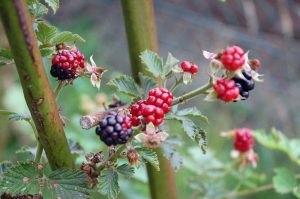 Garten im August: Was reift im Spätsommer