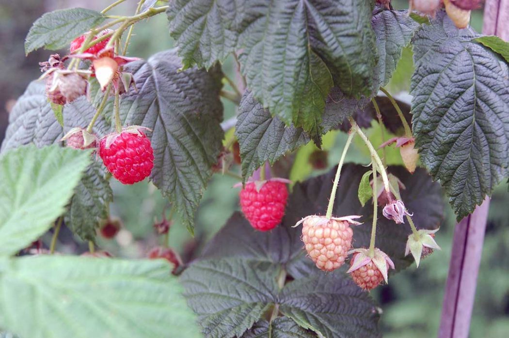 Garten im August: Was reift im Spätsommer