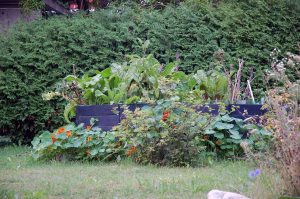 Garten im August: Was blüht im Spätsommer