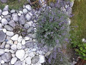 Kräutermärchen für Kinder, Lavendelduftsäckchen selber machen
