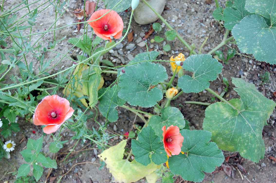 Garten im August: Was blüht im Spätsommer