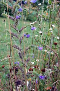 Garten im August: Was blüht im Spätsommer