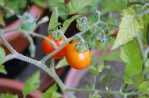 Garten im August: Was blüht im Spätsommer