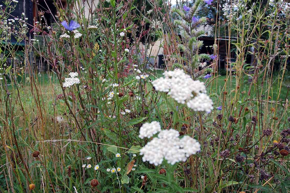Garten im August: Was blüht im Spätsommer
