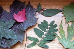 Gesund bleiben: Tipps für ein starkes Immunsystem