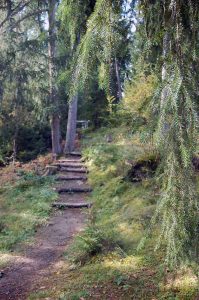 Hohe Birga: Tipps für ein starkes Immunsystem