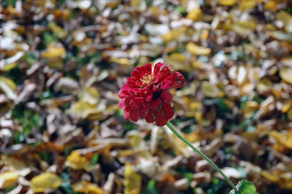 Garten im November