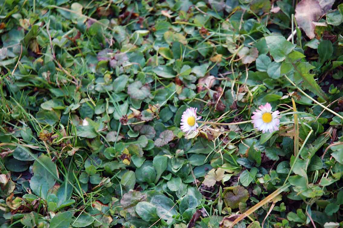 Garten im November