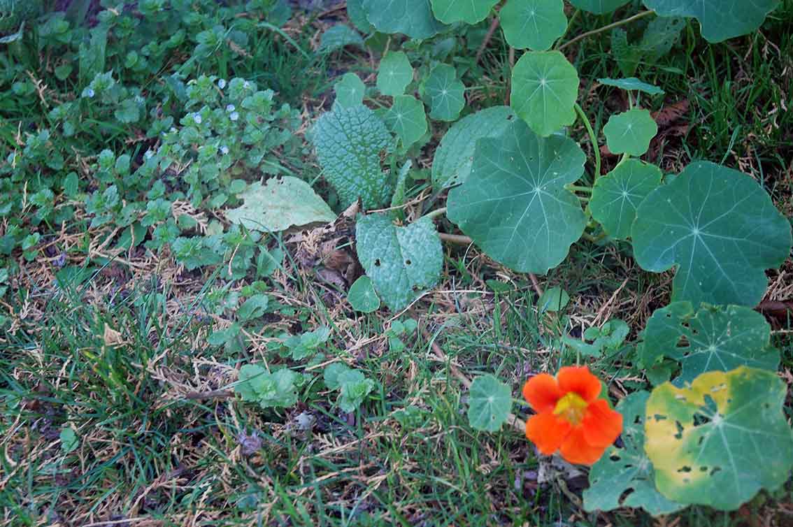 Garten im November