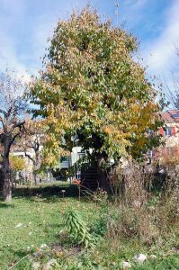 Kirschbaum Herbst