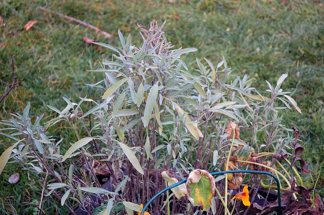 Garten im November