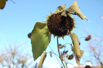 Garten im November