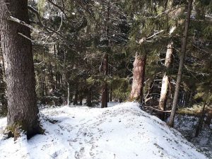 Weihnachten im Wald und zuhause