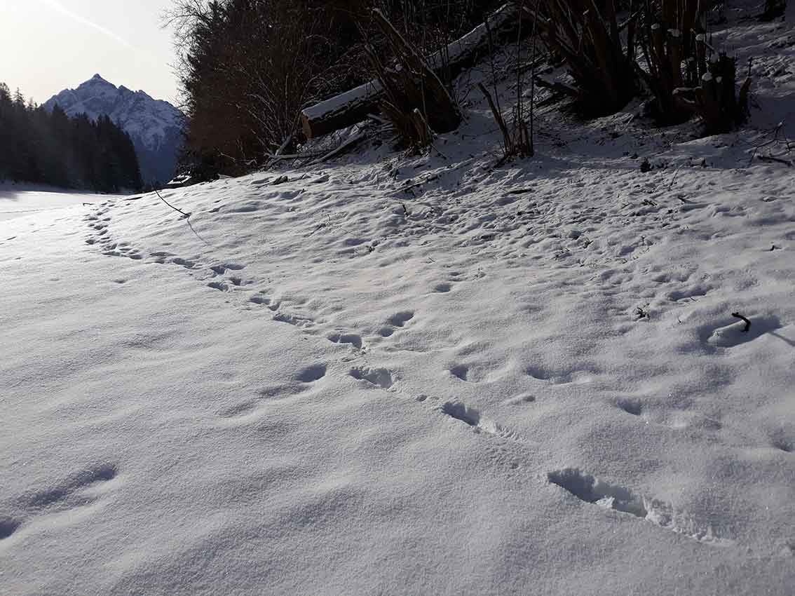 Weihnachten im Wald und zuhause