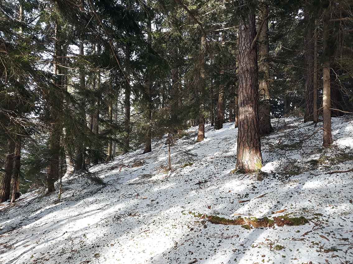 Weihnachten im Wald und zuhause