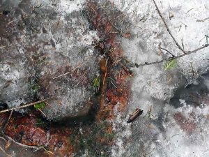 Mit Blasenentzündungstee vorbeugen und beginnende Blasenentzündung heilen