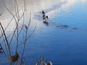 Baggersee Winter Enten