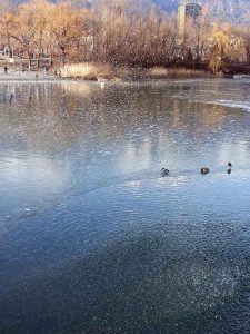 Baggersee Winter Enten