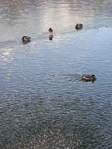 Baggersee Winter Enten