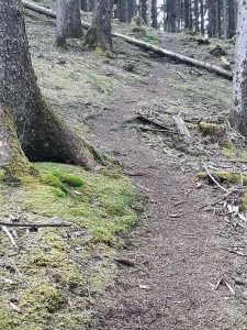 Mit Blasenentzündungstee vorbeugen und beginnende Blasenentzündung heilen