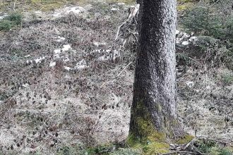 Mit Blasenentzündungstee vorbeugen und beginnende Blasenentzündung heilen