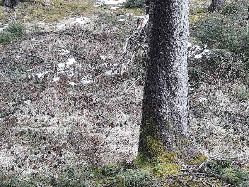 Mit Blasenentzündungstee vorbeugen und beginnende Blasenentzündung heilen