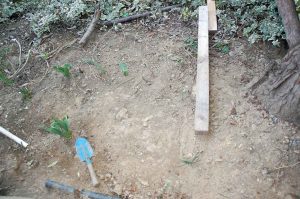 Gemüse aussäen im März