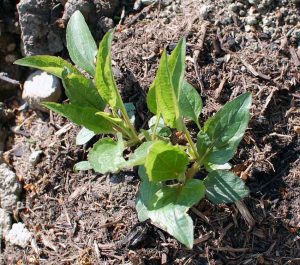 Blühender Garten anlegen