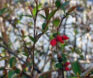 Garten im im April, meditieren lernen