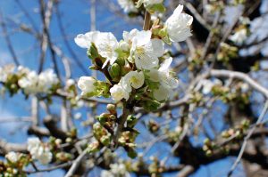 Garten im im April, meditieren lernen