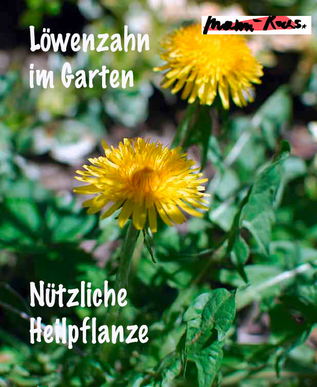 Löwenzahn