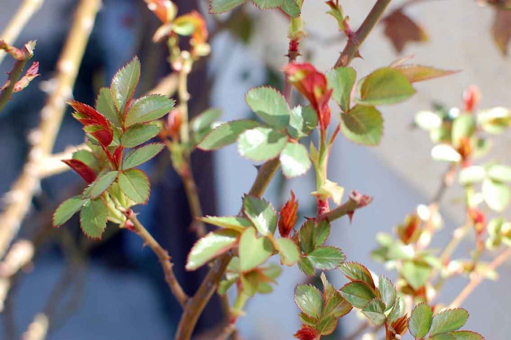 Rosenknospen als Symbol für Partnerschaft und Beziehung wiederbeleben