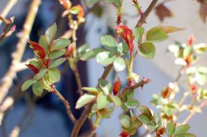 Rosenknospen als Symbol für Partnerschaft und Beziehung wiederbeleben