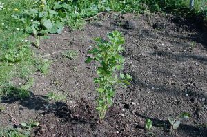 Blühender Garten anlegen