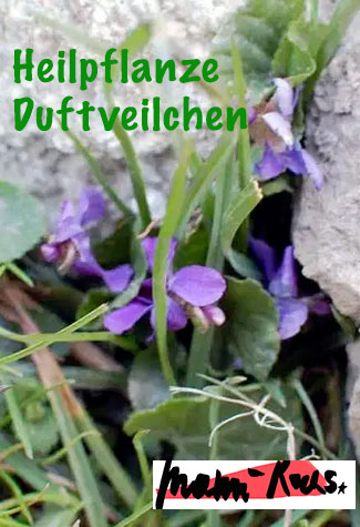 Veilchen